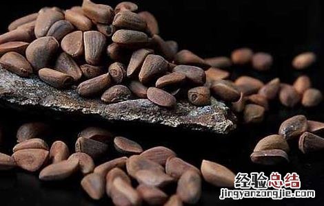 海松子的功效与作用 海松子的功效与作用图片