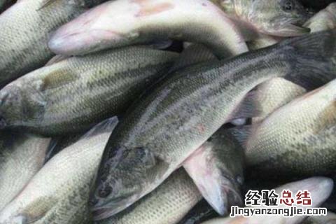 淡水鱼养殖价值高的鱼品种有哪些，附市场价格