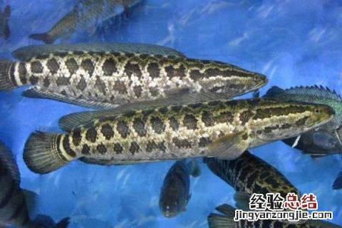 淡水鱼养殖价值高的鱼品种有哪些，附市场价格