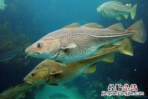 淡水鱼养殖价值高的鱼品种有哪些，附市场价格