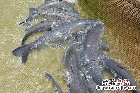 淡水鱼养殖价值高的鱼品种有哪些，附市场价格