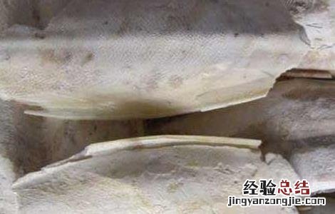 海螵蛸的功效与作用 海螵蛸的功效与作用的功能与主治