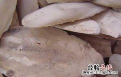 海螵蛸的功效与作用 海螵蛸的功效与作用的功能与主治