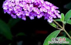 醉鱼草的功效与作用 大叶醉鱼草的功效与作用