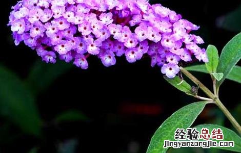 醉鱼草的功效与作用 大叶醉鱼草的功效与作用