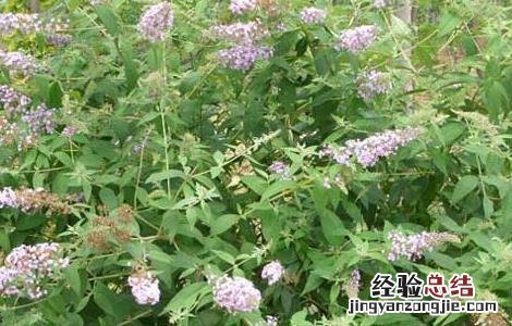 醉鱼草的功效与作用 大叶醉鱼草的功效与作用