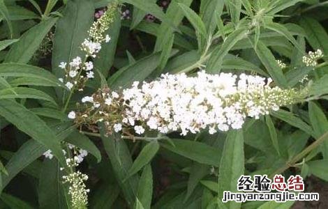 醉鱼草的功效与作用 大叶醉鱼草的功效与作用