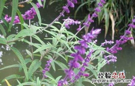 醉鱼草的功效与作用 大叶醉鱼草的功效与作用