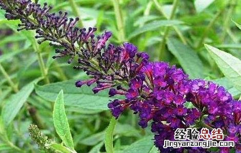 醉鱼草的功效与作用 大叶醉鱼草的功效与作用