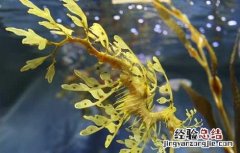 海龙的功效与作用 海龙的功效与作用吃法禁忌