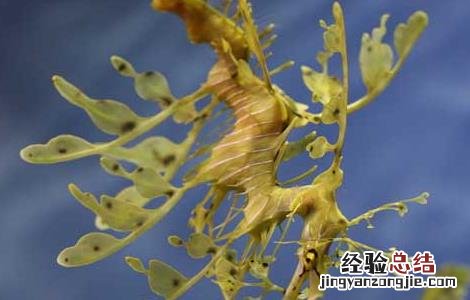 海龙的功效与作用 海龙的功效与作用吃法禁忌