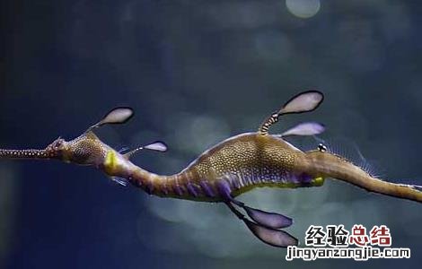海龙的功效与作用 海龙的功效与作用吃法禁忌