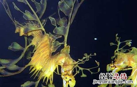 海龙的功效与作用 海龙的功效与作用吃法禁忌