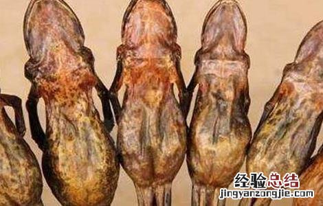 哈士蟆的功效与作用