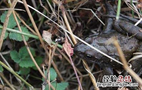 哈士蟆的功效与作用