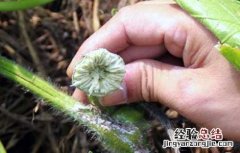 干南瓜蒂的功效与作用 瓜蒂的功效与作用
