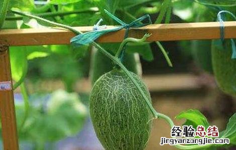 干南瓜蒂的功效与作用 瓜蒂的功效与作用