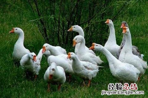 4个今年农村养殖致富项目怎么样 4个今年农村养殖致富项目
