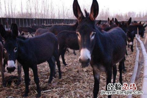 4个今年农村养殖致富项目怎么样 4个今年农村养殖致富项目