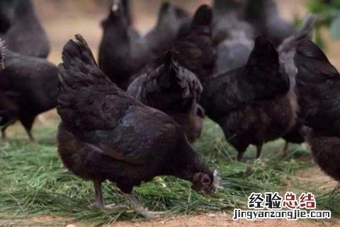 4个今年农村养殖致富项目怎么样 4个今年农村养殖致富项目