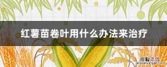 红薯秧卷叶病怎么治 红薯苗卷叶用什么办法来治疗