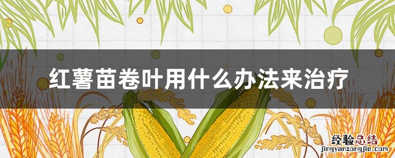 红薯秧卷叶病怎么治 红薯苗卷叶用什么办法来治疗