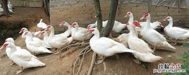 4个养殖业赚钱项目推荐,投资小前景可观