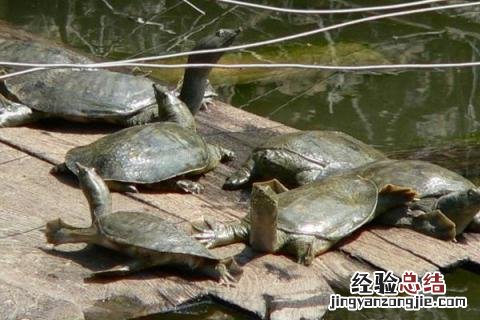 4个养殖业赚钱项目推荐,投资小前景可观
