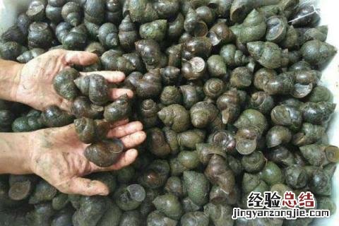 4个养殖业赚钱项目推荐,投资小前景可观
