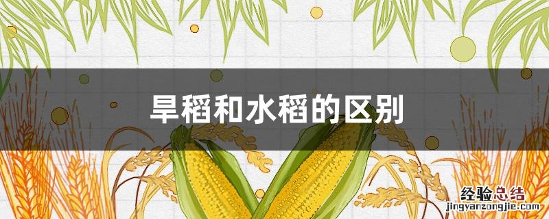 稻子有旱稻和水稻吗? 旱稻和水稻的区别