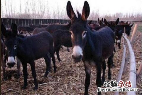 肉驴养殖利润分析,附养殖前景 肉食驴养殖前景如何
