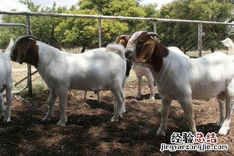 养100只波尔山羊要多少资金 养100只波尔山羊一年利润多少