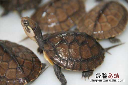 石金钱龟怎样过冬 石金钱龟过冬的简易方法文库