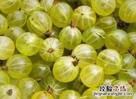 鹅莓怎么吃,鹅莓的食用方法方式与功效