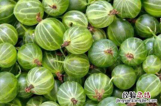 鹅莓怎么吃,鹅莓的食用方法方式与功效