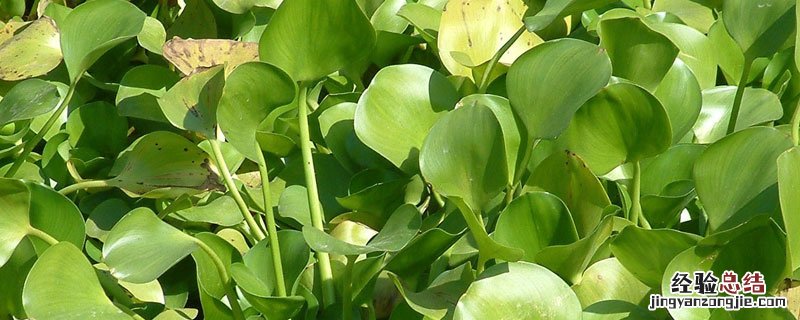 水葫芦疯长为何影响其他水生生物生存