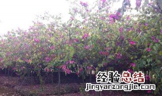 屋旁边可栽紫荆花树么吗 屋旁边可栽紫荆花树么