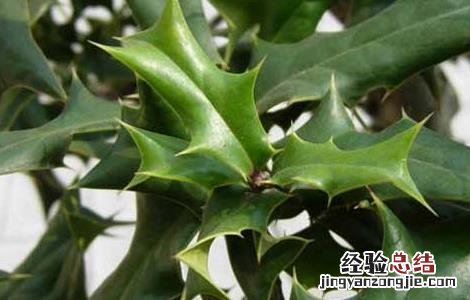 枸骨叶的功效与作用 枸骨果的功效与作用