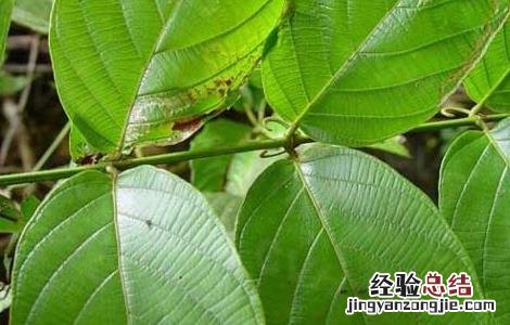 钩藤的功效与作用图片 钩藤的功效与作用
