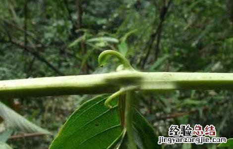 钩藤的功效与作用图片 钩藤的功效与作用