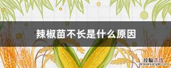 辣椒苗不长是什么原因 辣椒苗不长的原因