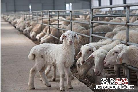 农村养殖什么好养又好卖? 农村养殖什么好养,而且还又好卖