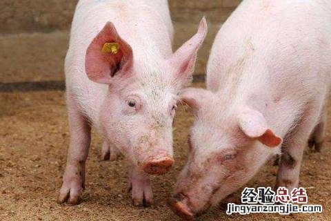 农村养殖什么好养又好卖? 农村养殖什么好养,而且还又好卖