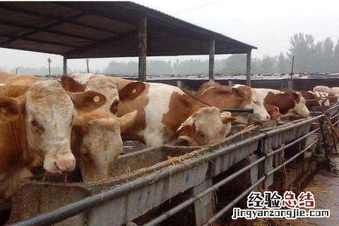农村养殖什么好养又好卖? 农村养殖什么好养,而且还又好卖