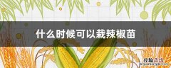 什么时候可以栽辣椒苗 几月份可以栽辣椒苗