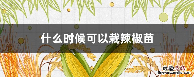 什么时候可以栽辣椒苗 几月份可以栽辣椒苗