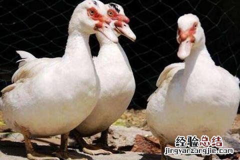 致富养殖项目有哪些,根据实际情况选择项目