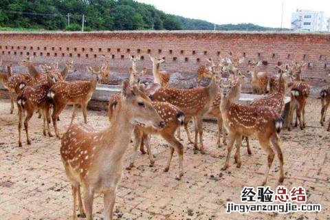 致富养殖项目有哪些,根据实际情况选择项目