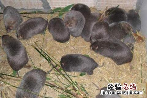 致富养殖项目有哪些,根据实际情况选择项目