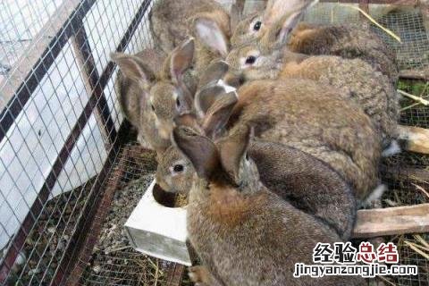 农村养什么致富,根据实际情况选择合适项目